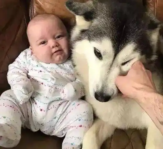 预产期到了但狗狗迟迟不生产,主人带它看医生却发现了大惊喜!