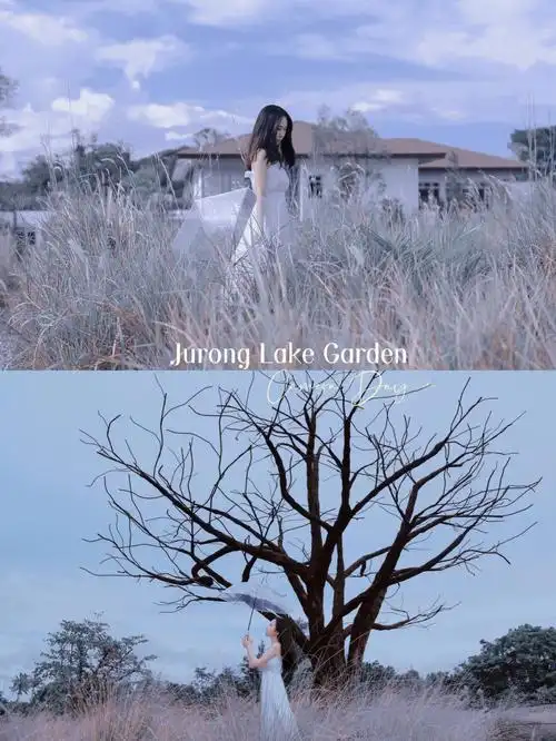 新加坡七里香情绪篇写真thelonetree