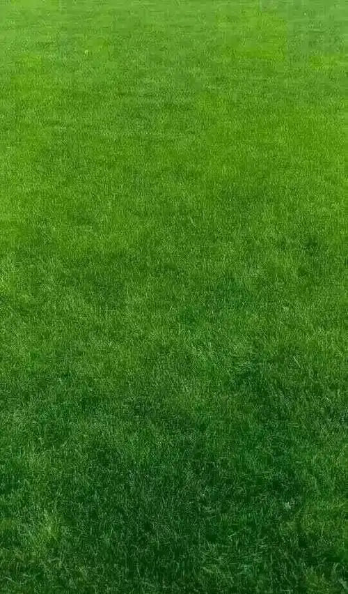 手机护眼全屏壁纸