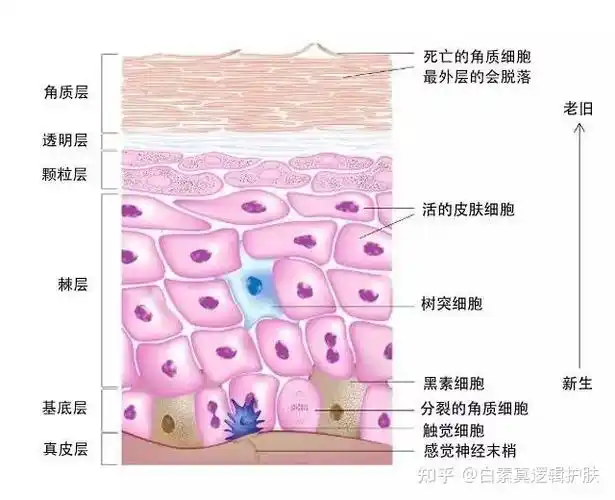 天底下角质层上死皮太多的人多了去了,为什么有的人不敏感,有的人会
