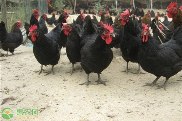 红冠黑毛白肉的是什么鸡?养殖成本利润怎么样?