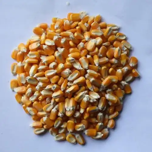 长期大量供应优质玉米种子 4000多粒