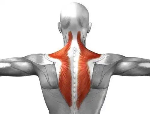 斜方肌太厚显老怎么办?改善斜方肌的线条,从简易的动作开始锻炼