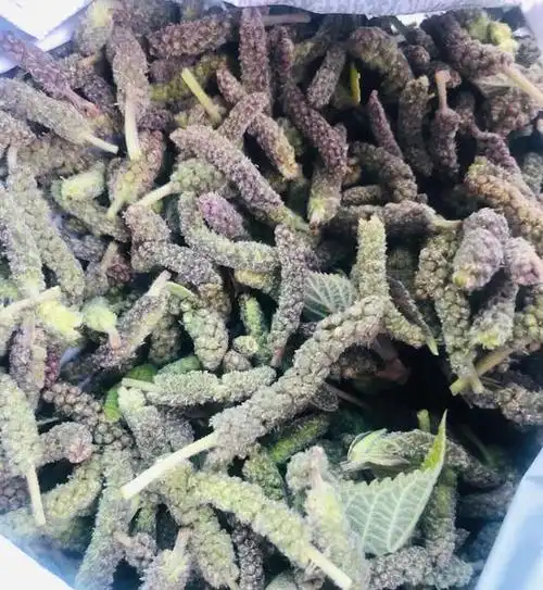 鲜嫩野菜成新宠 自采食用须谨慎