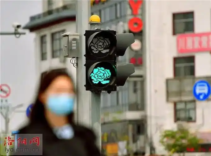 洛阳牡丹今大面积绽放路上现牡丹花式红绿灯