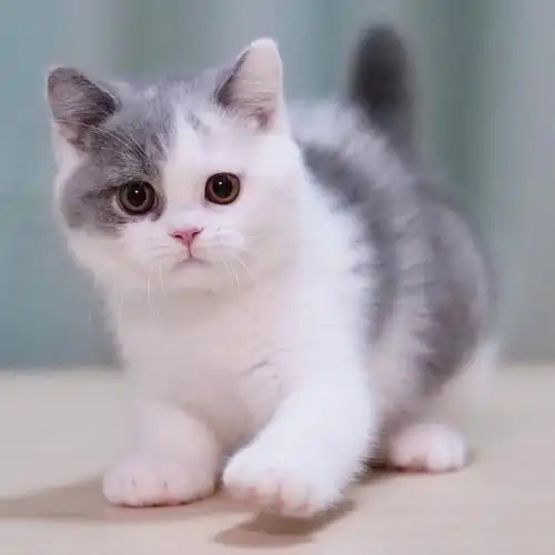 英国短毛猫  #英短蓝白  #吸猫  #英短猫舍