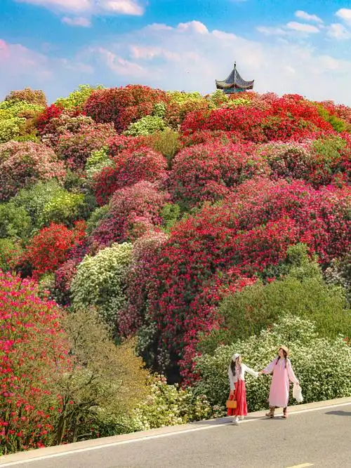 🌸春日专列🚄 | 4月贵州杜鹃花海的浪漫