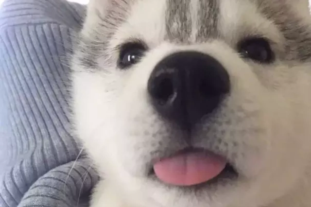 十只狗狗吐舌头卖萌,当看见它们歪头那一刻,都想组团偷狗了