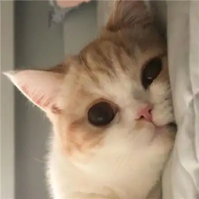 不易撞头像的治愈系小众猫咪头像_动物头像_美头网