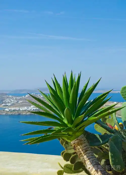 海的背景上的仙人掌