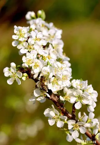 春天来了 李花盛开祝您新春快乐 身体健康!图片拍摄于海珠湿地公园.