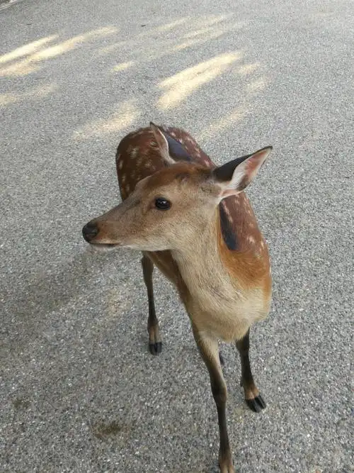 有多少人经不住这梅花鹿可爱的样貌,为它们购买鹿饼呢?