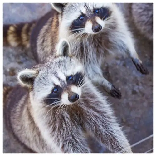 动物园里的动物