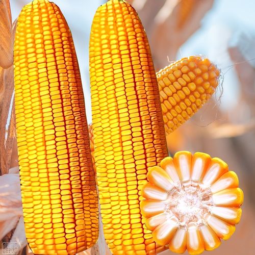 大禹饲料玉米种子矮大棒郑单958抗旱抗倒耐旱四川包谷南北方夏季 郑单