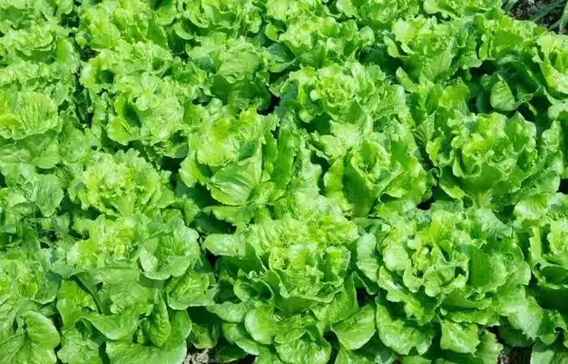 入伏后哪些蔬菜不再适宜种植?这5种蔬菜别轻易种,否则白忙活|红薯|辣