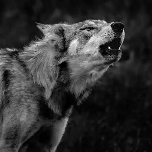 御狼,驭狼,王者之师