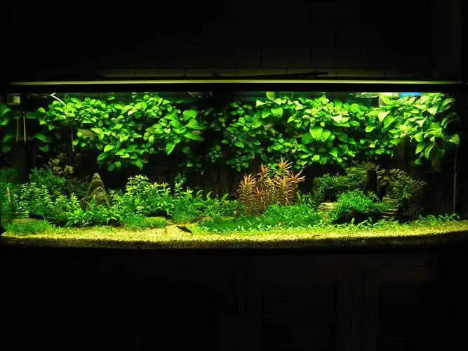 摘要:环保的理念深入人心,如今连鱼缸都崇尚环保.