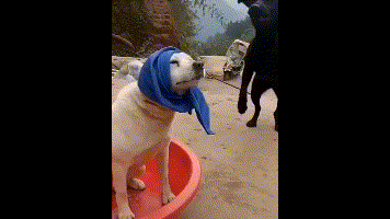 搞笑动态趣图gif:老弟来点水吧