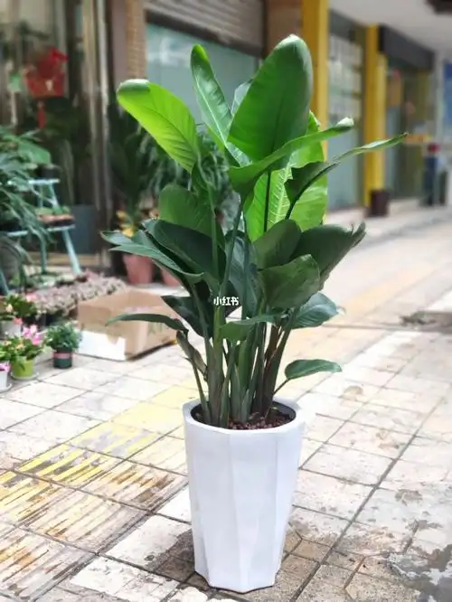 绿植天堂鸟