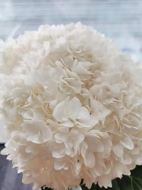 在北京花市买到了白色重瓣绣球