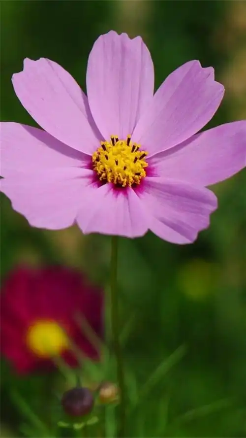 小清新,格桑花,清新花卉,唯美鲜花,小清新,手机壁纸格桑花特写