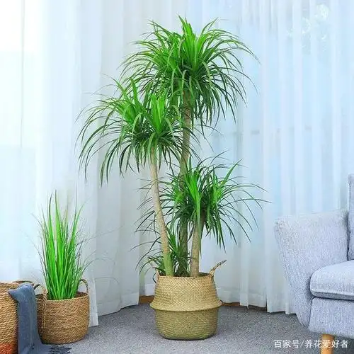 春天养龙血树,记住这3点,满盆都是翠绿叶子