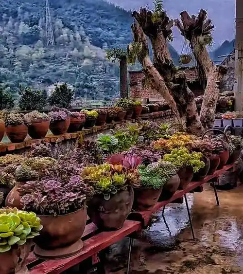 重庆姑娘在院子里种满多肉又漂亮又有新意