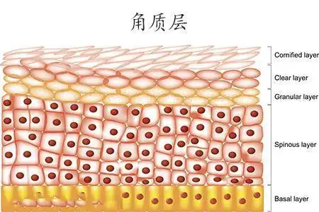 角质层过厚会有什么影响?