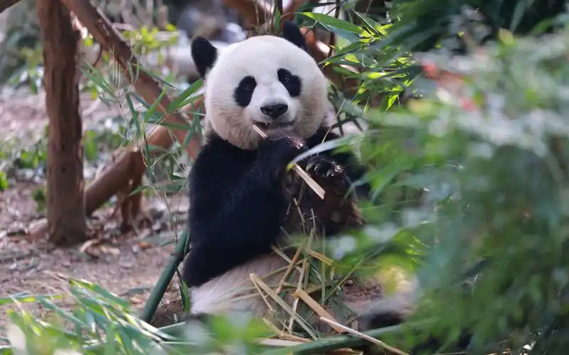 昭美女士,恰竹子,美丽又可爱的麻麻熊【大熊猫昭美】