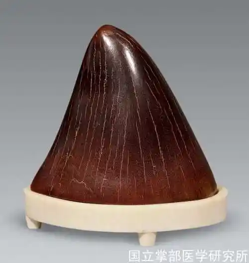 犀牛角的鉴别知识