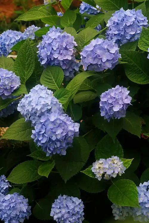 夏天的绣球花蓝紫色最美沉醉于这一抹无尽夏中