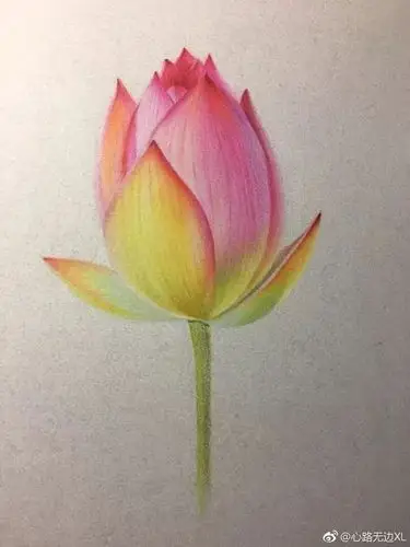 简单小画——荷花苞.彩铅手绘过程