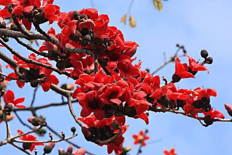 木棉花图片_木棉花高清图片_全景视觉