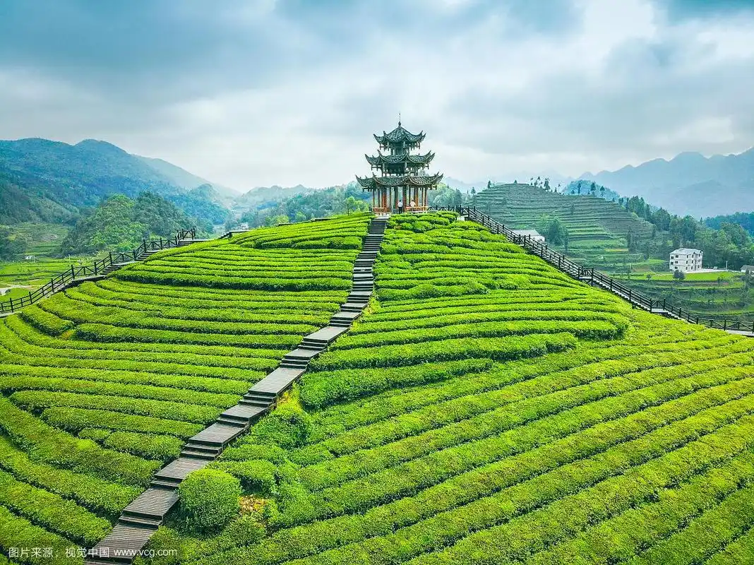 湖北恩施市伍家台茶园风光