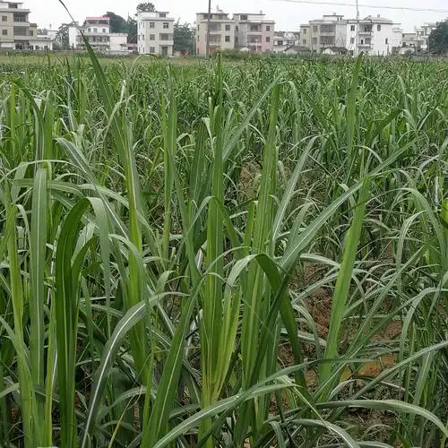 红糖,姜糖,片糖,红糖白酒出售!!!---建材街古法红糖陈酿白酒店 - 美篇