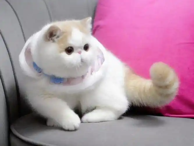 乳白梵色异国短毛猫