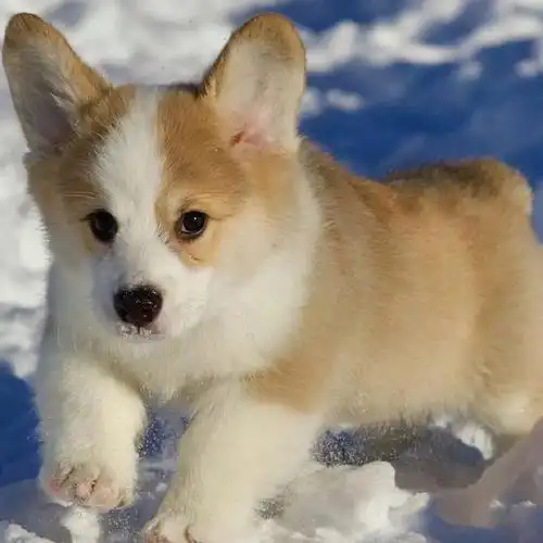 谁是世界上最可爱的小狗狗呀