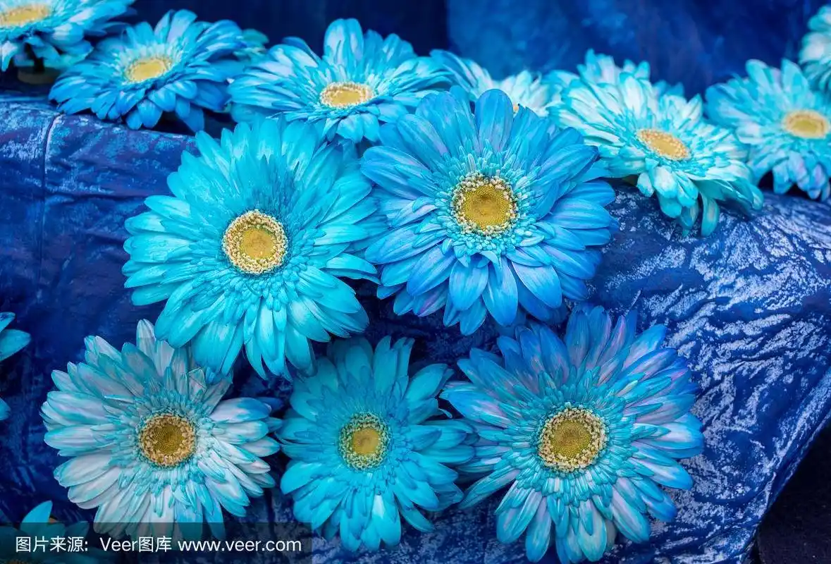 许多蓝色的非洲菊花在蓝色的背景