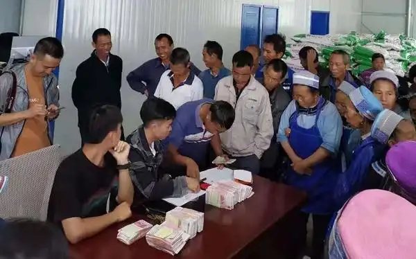 紫云县四大寨乡:龙须菜喜迎丰收 乡村振兴有抓手