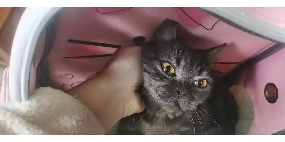 公,四个月了#猫咪领养  #蓝猫  #美短