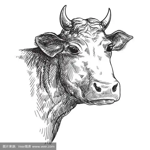 手绘的脸牛素描.牲畜.牛.动物吃草