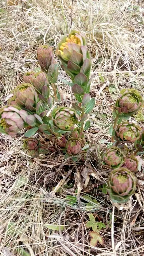 大美马鹿——雨滴
