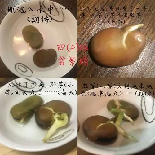 小蚕豆的大变身日记最新
