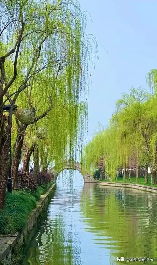 西湖美景三月天 拂堤杨柳醉春烟