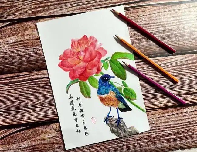 彩铅绘画月季花鸟组合绘
