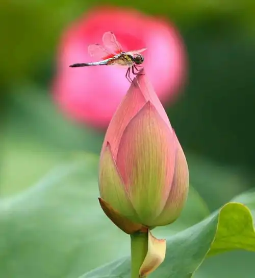 这只蜻蜓落在荷花上,抓拍它一张!