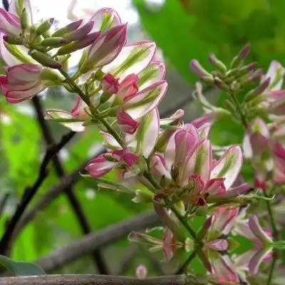马鹿花_中药大全