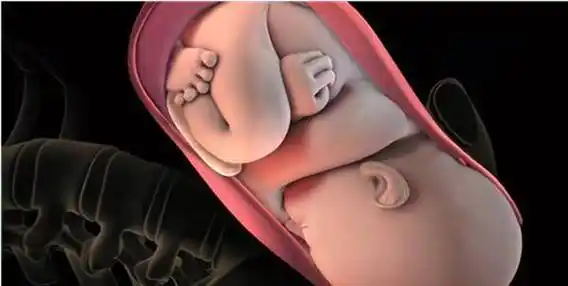 热腾腾!胎儿入盆"价格透明"-第1张图片-琳惜网