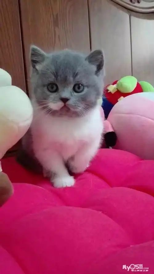 有偿出帮一只成年蓝白英短美眉188元找新家