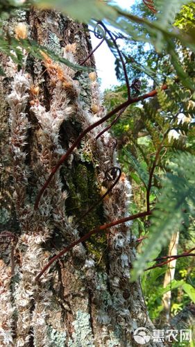 白毛蛇  中药材上树蛇